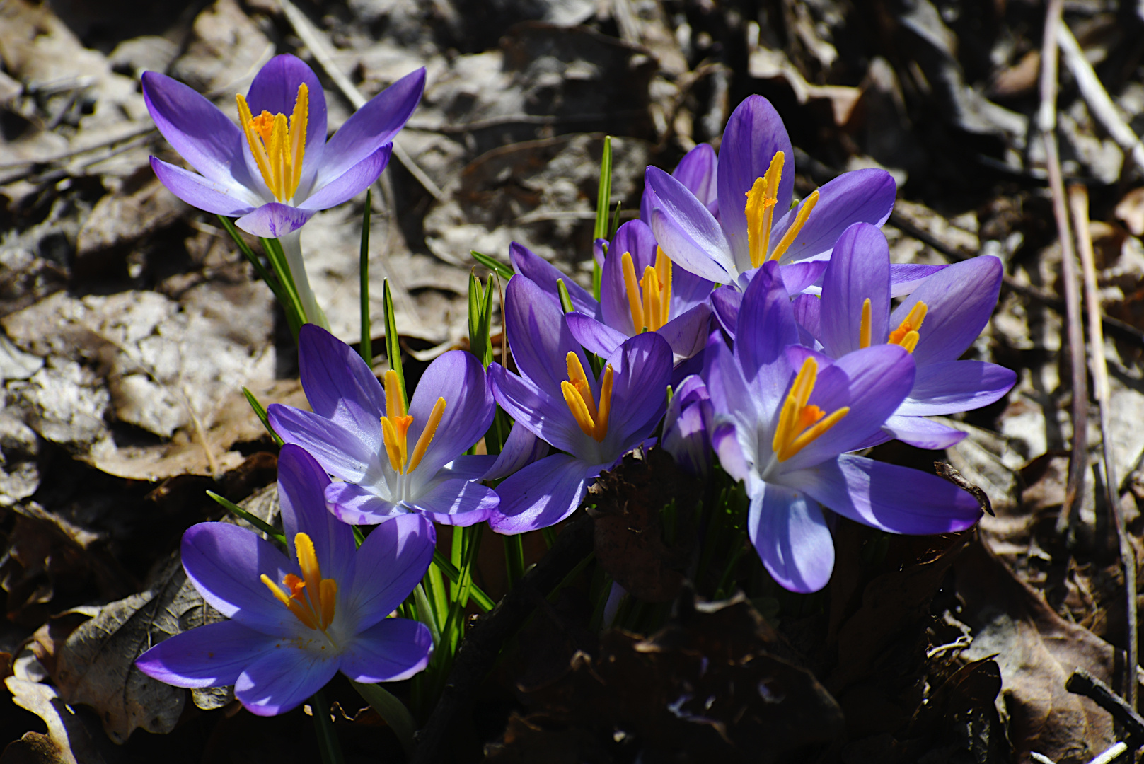 Jetzt ist der Frühling da...