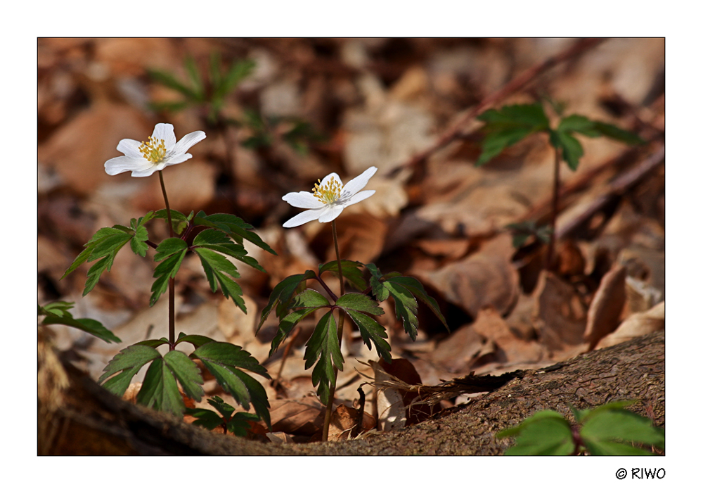 Jetzt ist der Frühling da...........