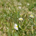 Jetzt ist der Frühling da!!