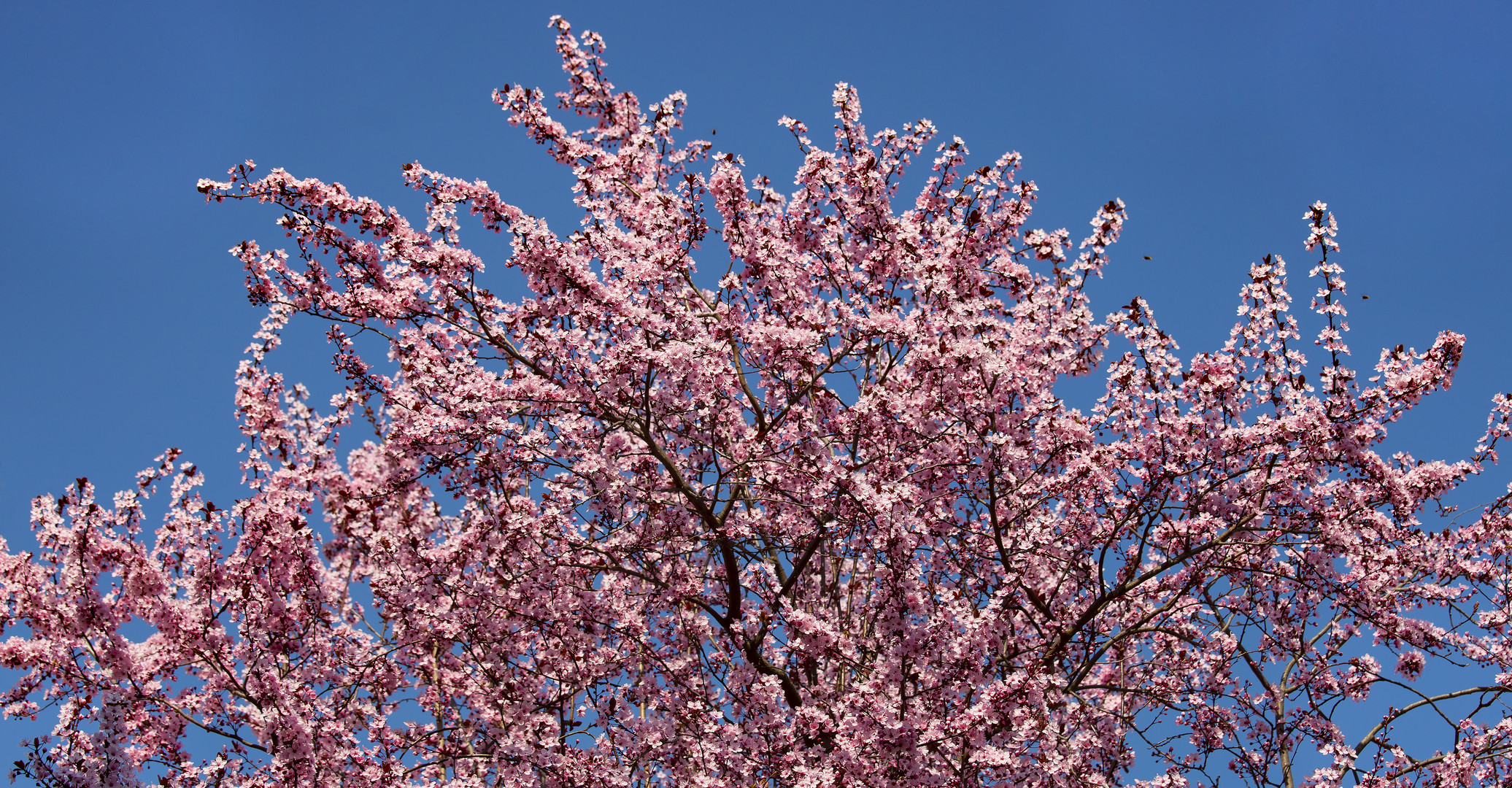 Jetzt ist der Frühling da