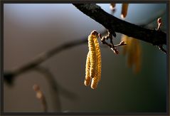 jetzt ist der Frühling nicht mehr weit