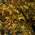 Jetzt ist der Herbst auch im Garten angekommen