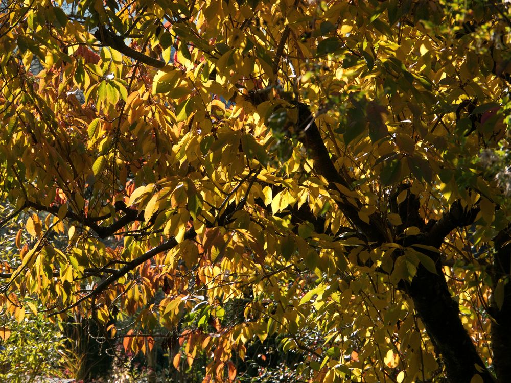 Jetzt ist der Herbst auch im Garten angekommen