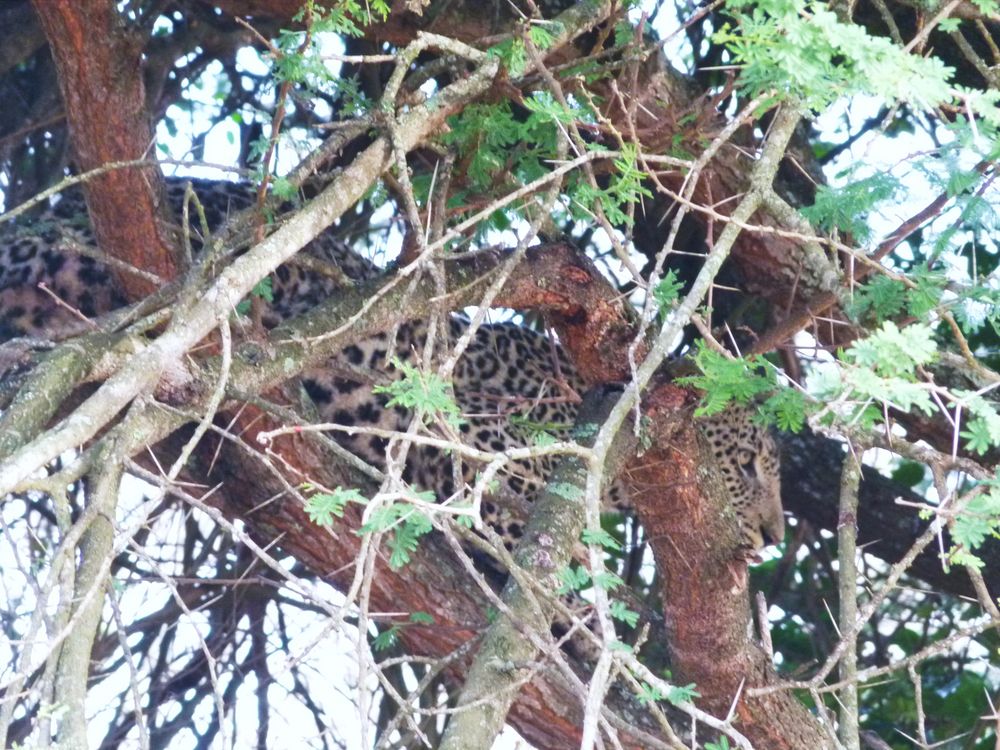 Jetzt ist der Leopard in Sicherheit auf einem Baum.