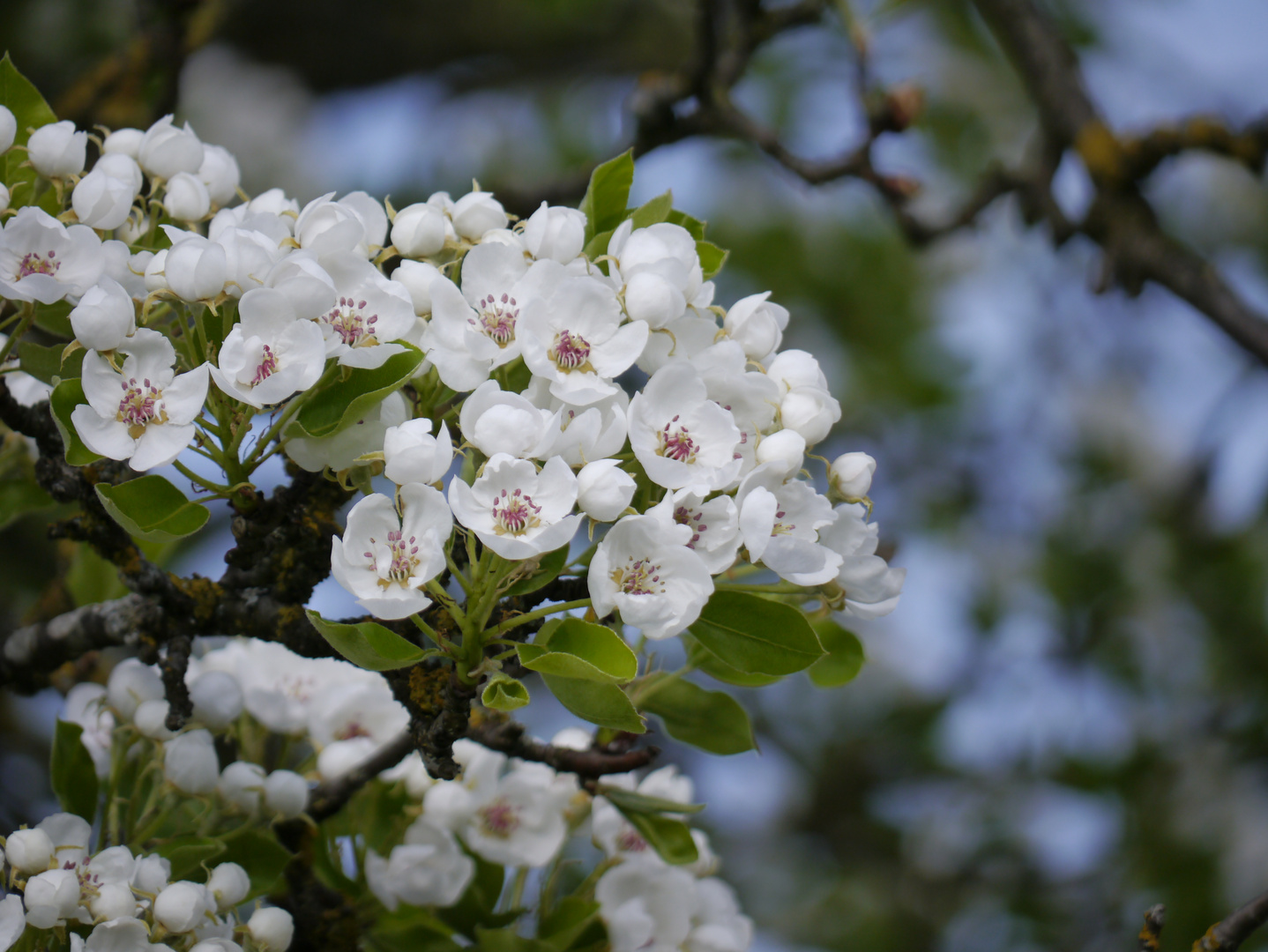 Jetzt ist die Birne dran, Kirschblüten sind out.