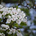 Jetzt ist die Birne dran, Kirschblüten sind out.