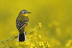 Jetzt ist die Blüte vorbei