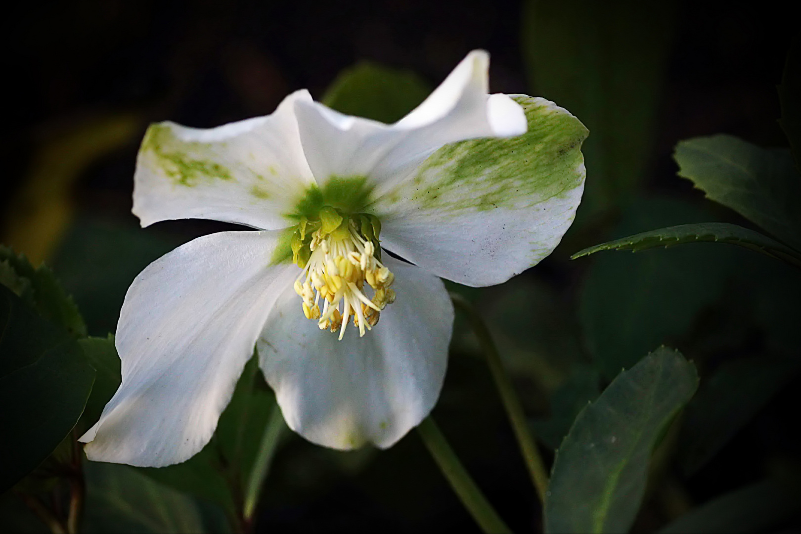 Jetzt ist die Christrose aufgegangen