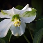 Jetzt ist die Christrose aufgegangen