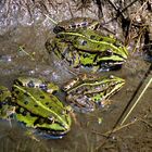 jetzt ist die Froschfamilie vollzählig