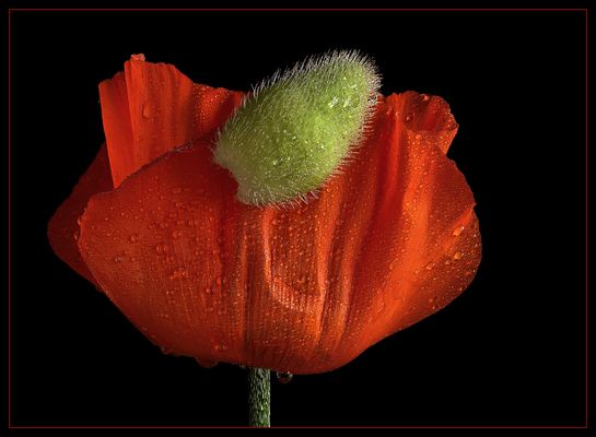 Jetzt ist die große Mohnzeit in der Natur .. und bei den Hobbyfotografen 