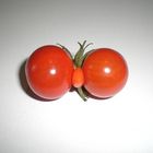 Jetzt ist die Rechtschreibung wieder korrekt: Die Tomate(n)