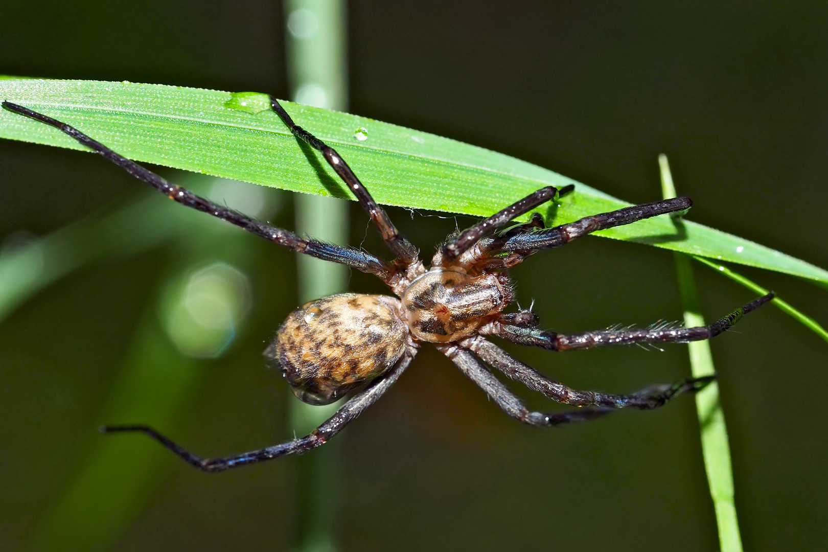 Jetzt ist die Spinne wieder hell wach! - Maintenant elle s'est réveillée..!  Photo 2