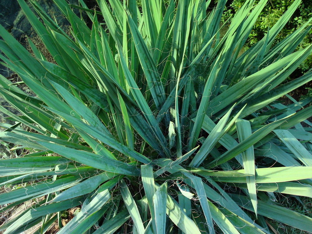 Jetzt ist die Yucca schneefrei