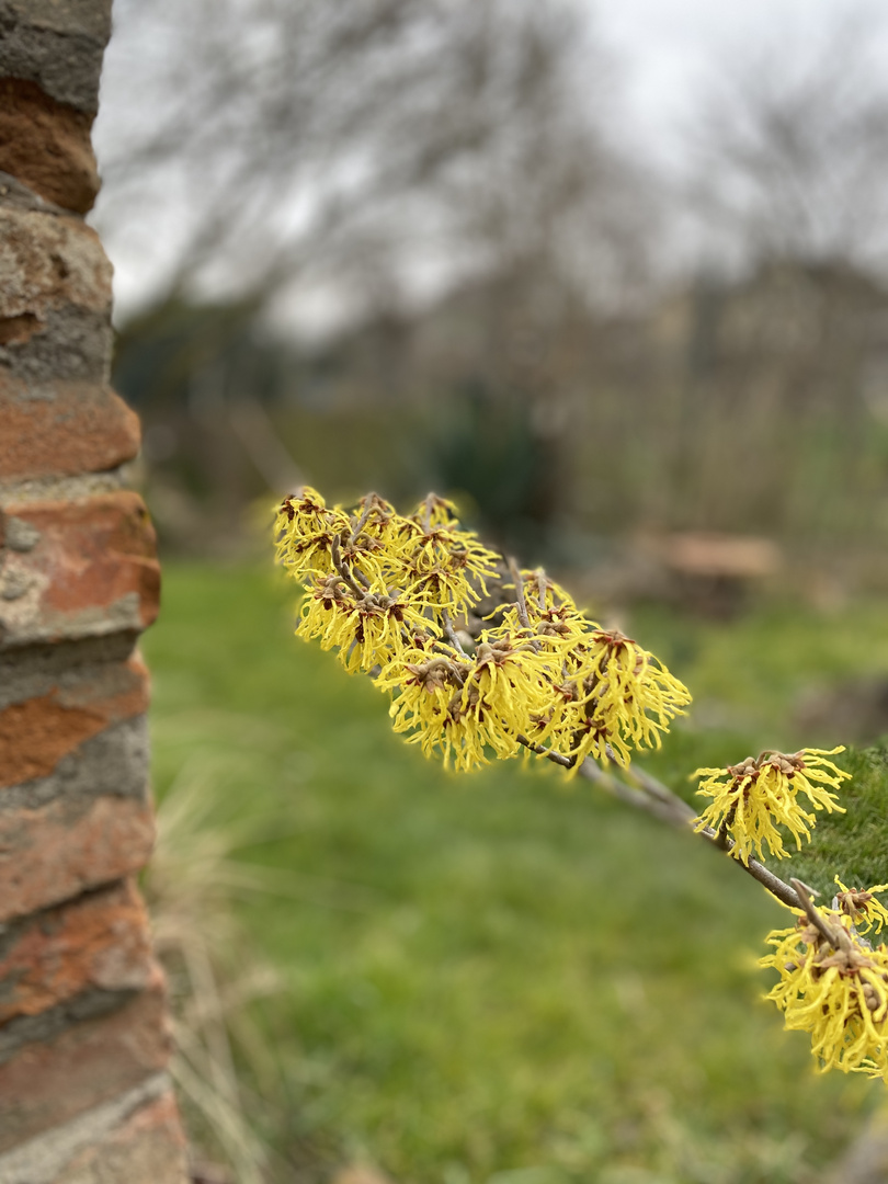 Jetzt ist die Zeit der „Zaubernuss“ …