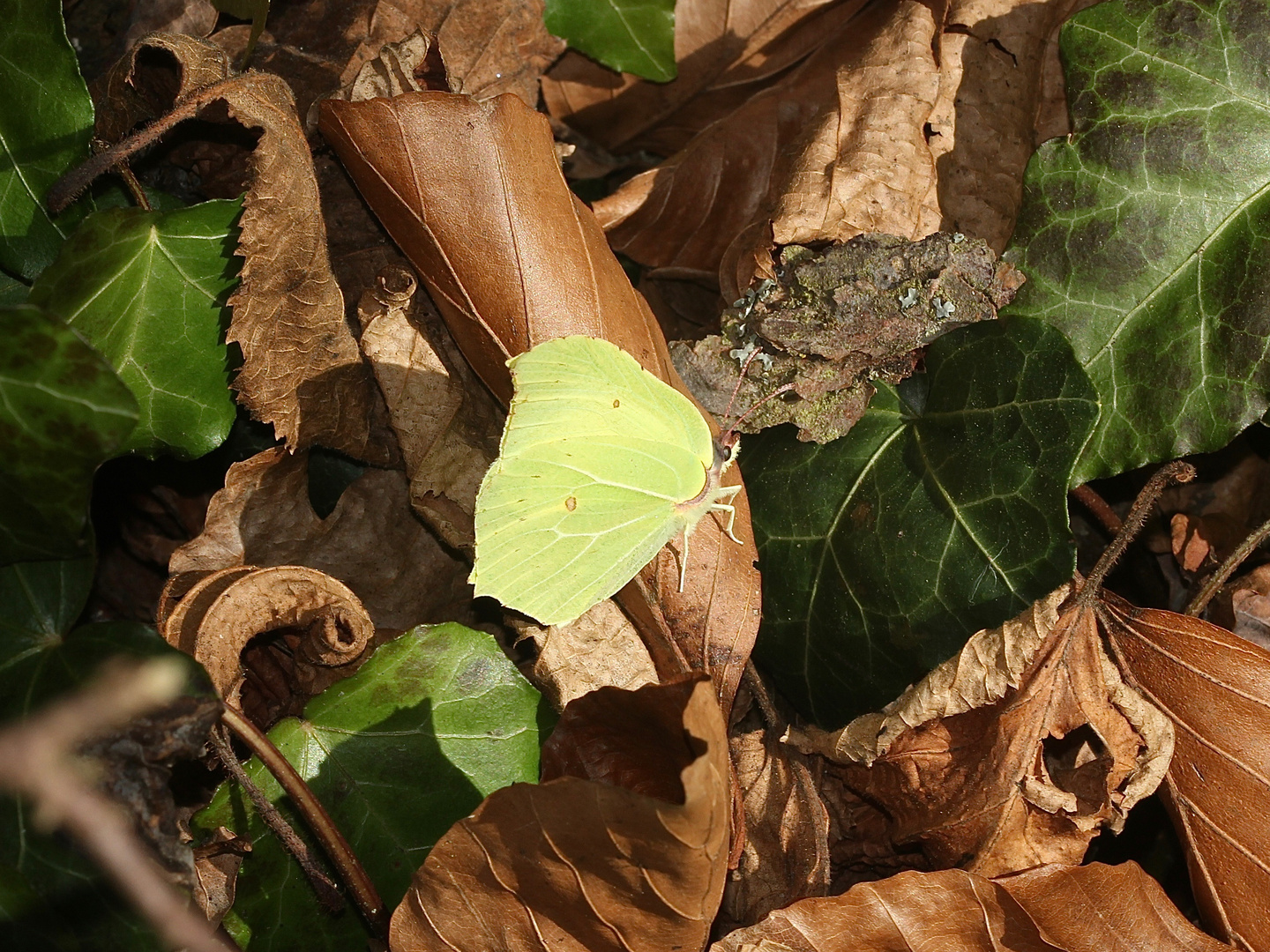 Jetzt ist er aber wirklich im Anmarsch - der Frühling!