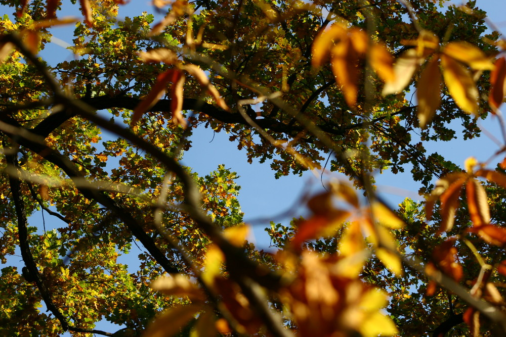 jetzt ist er bald schon wieder rumm...der herbst :(