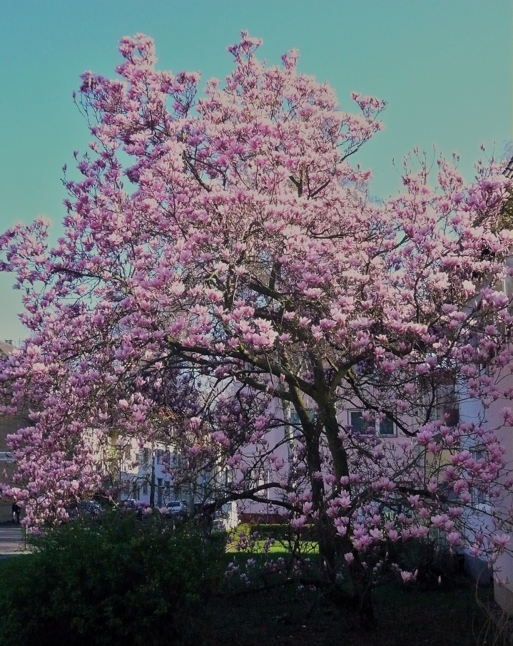 ...jetzt ist er da - der Frühling !