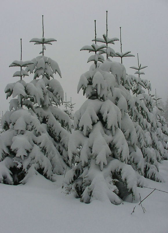 Jetzt ist er da der Winter !