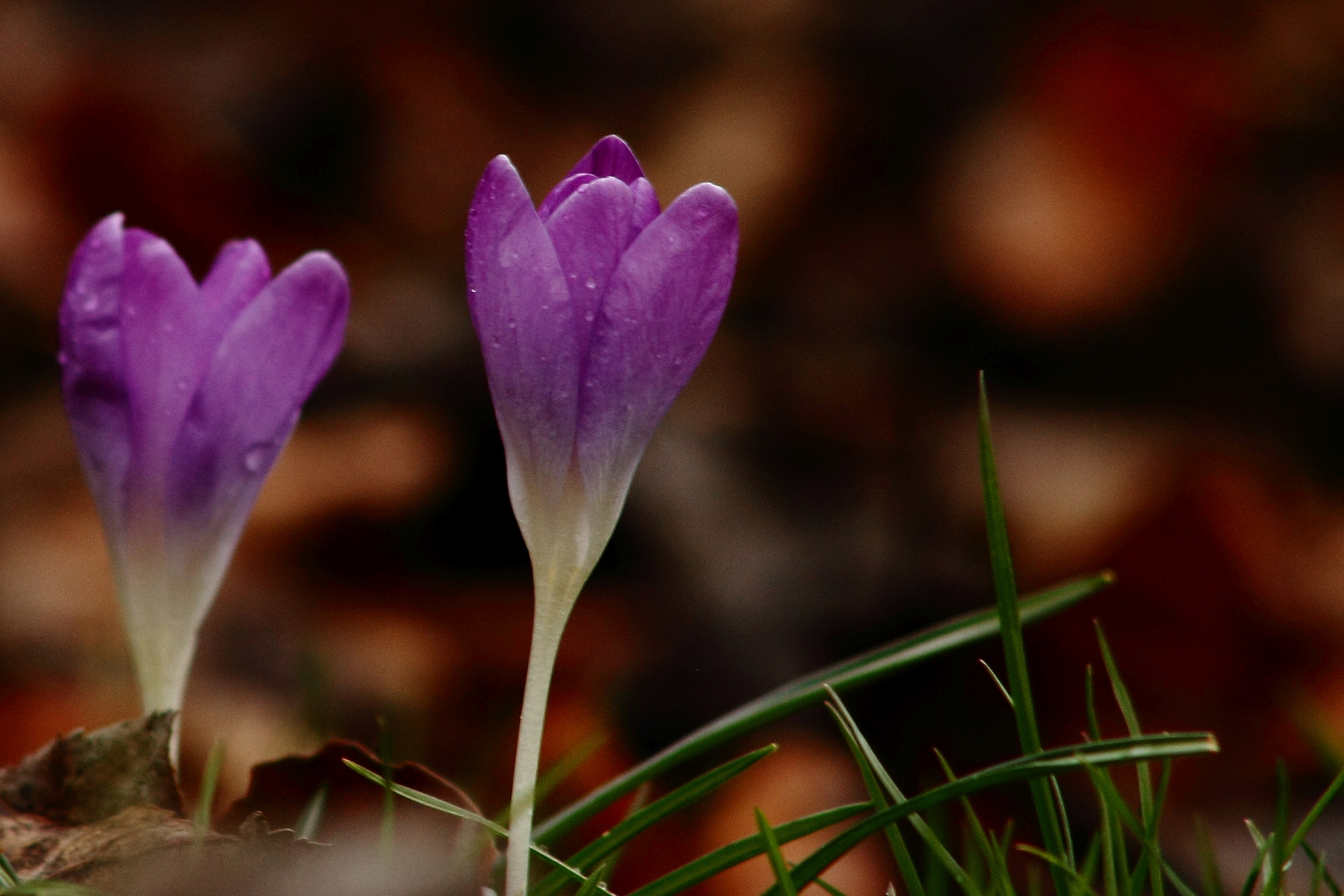 "Jetzt ist er 'reif', der "Reife Krokus"