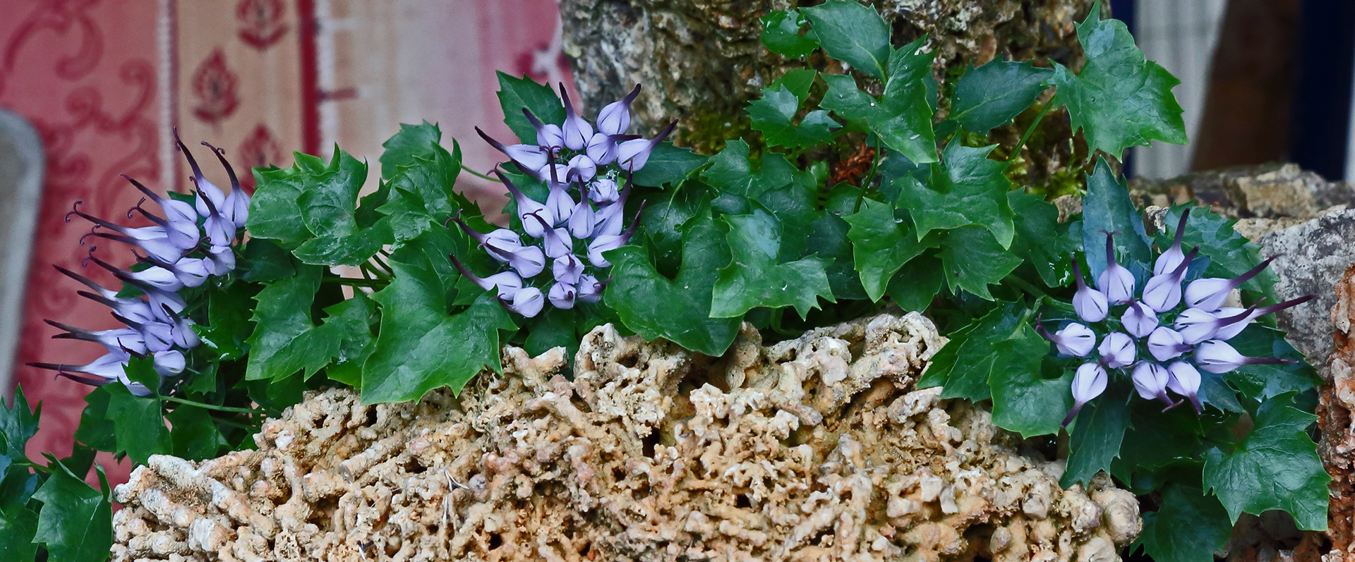 Jetzt ist es soweit, das die Blüten der Physoplexis comosa längs aufplatzen...