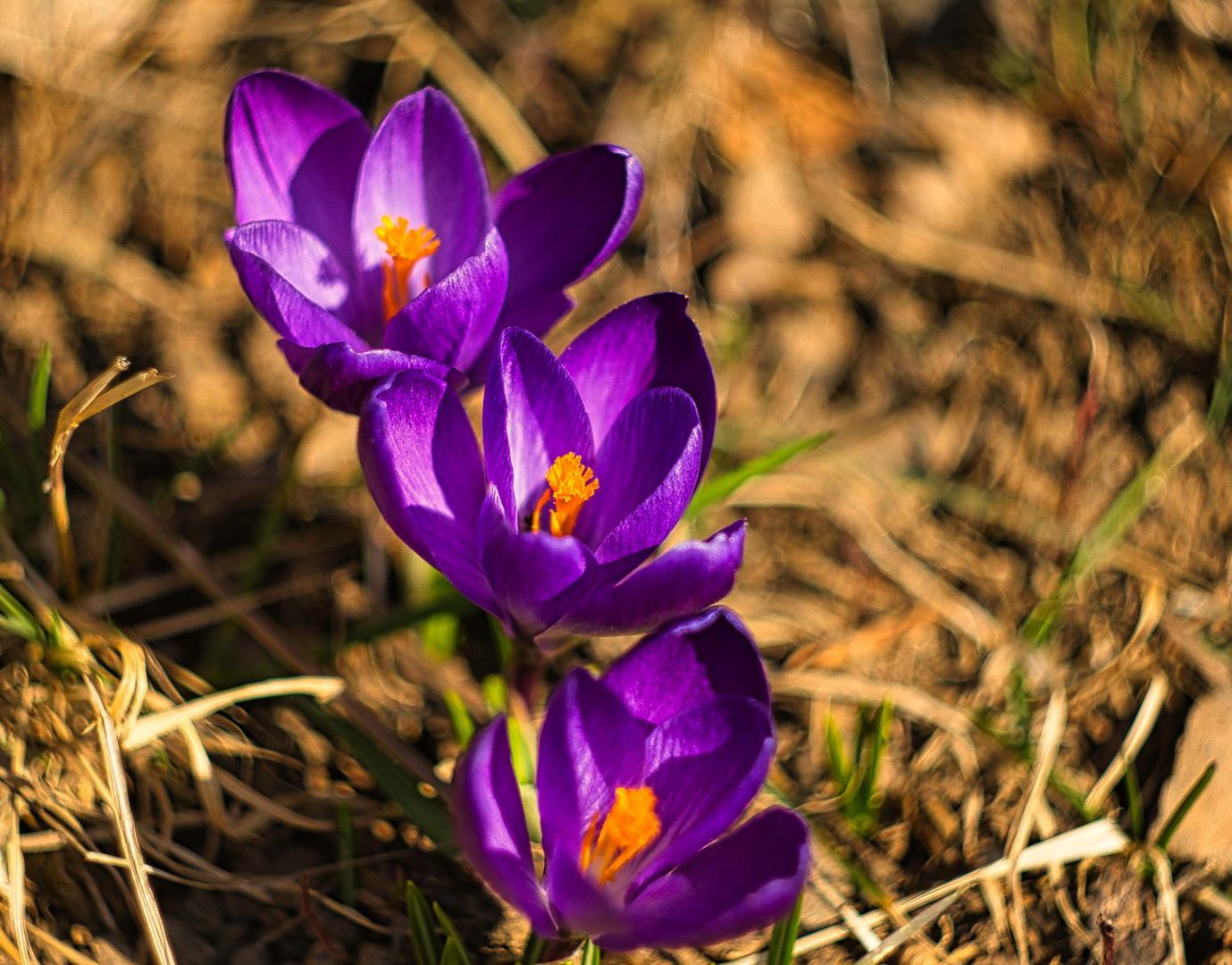 Jetzt ist Frühling...