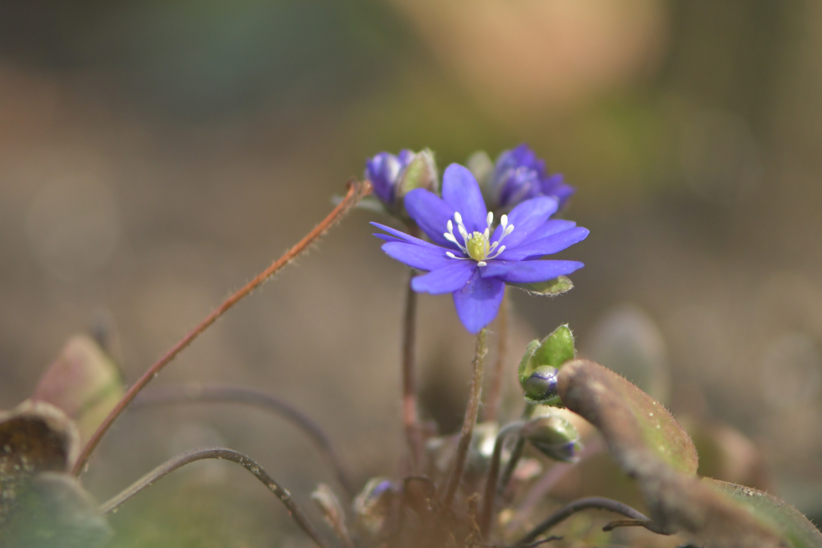 jetzt ist Frühling