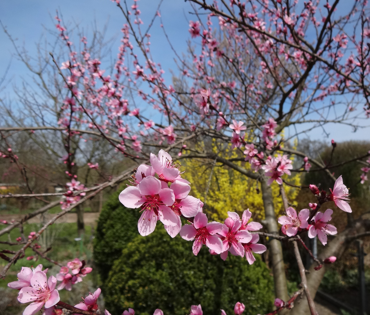 jetzt ist Frühling