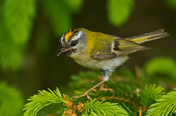           Jetzt ist Ihre Zeit .   "  2  "