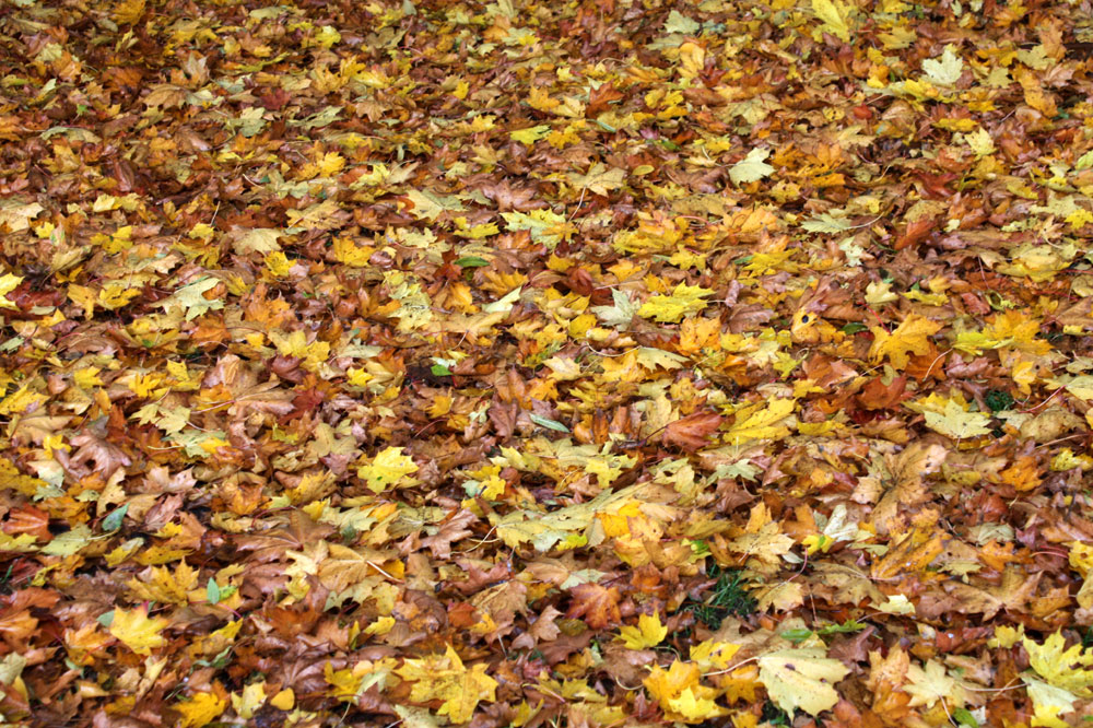 Jetzt ist offiziell Herbst