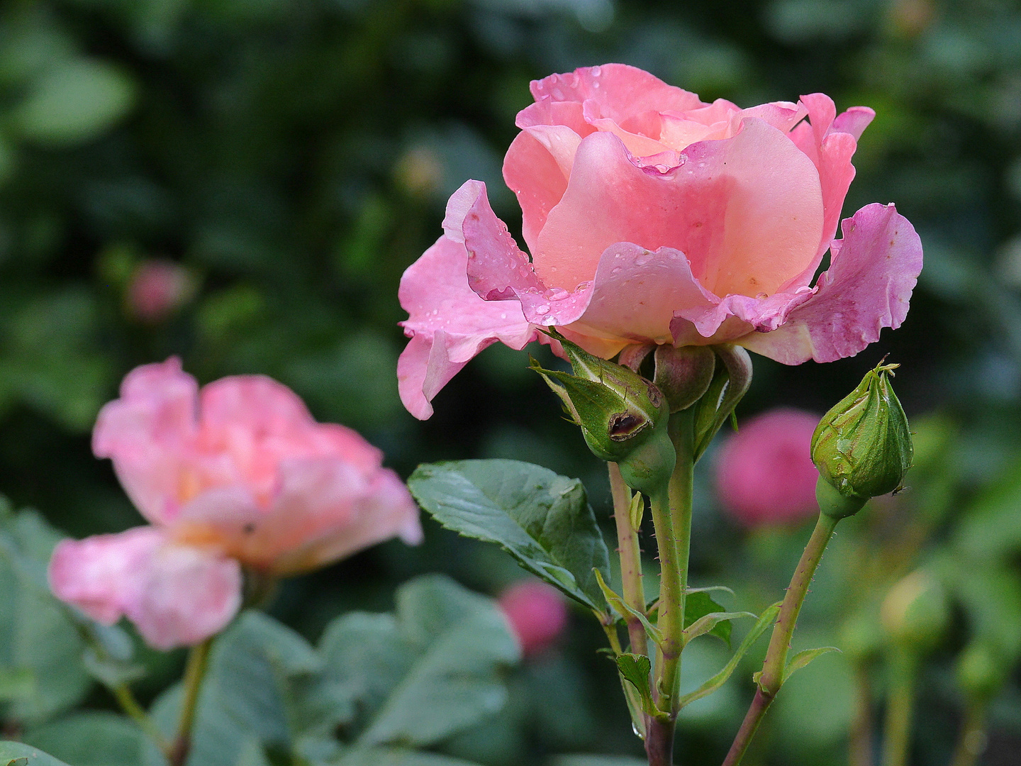 Jetzt ist Rosenzeit!