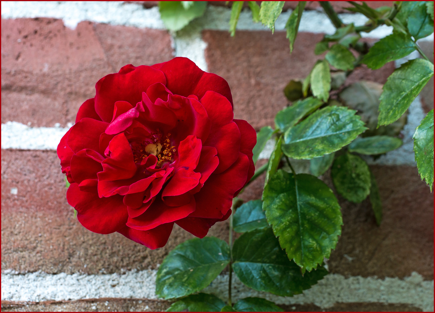 Jetzt ist Rosenzeit!