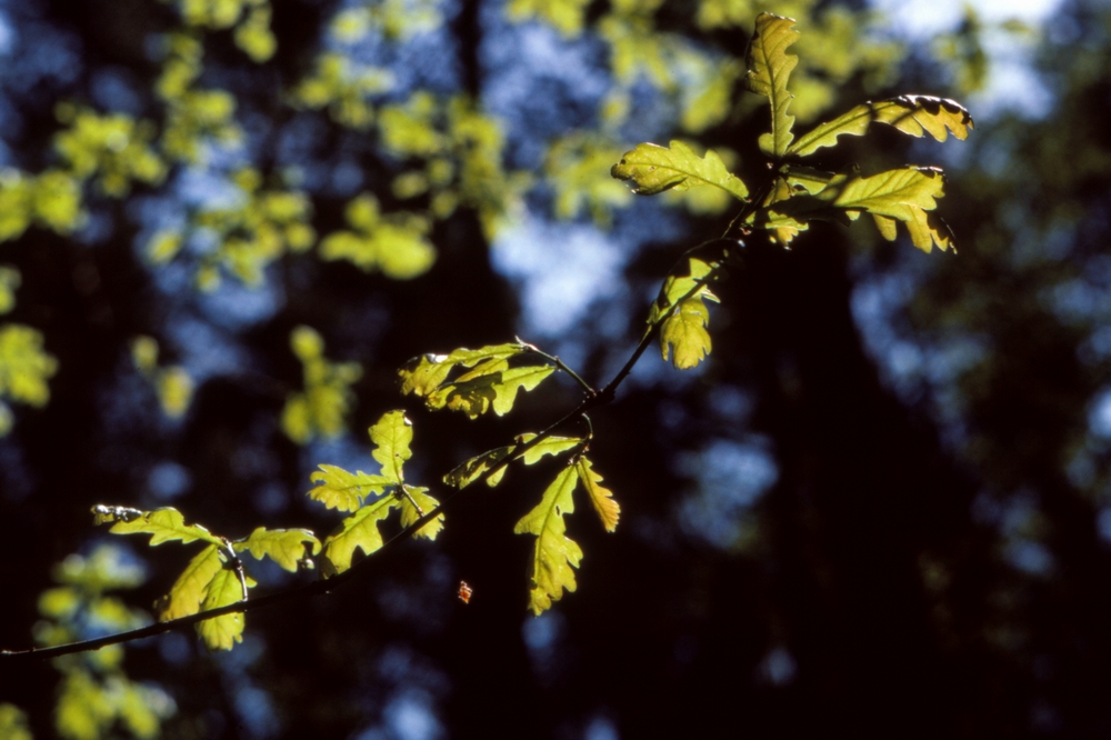 Jetzt kann er kommen, der Herbst!