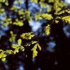 Jetzt kann er kommen, der Herbst!