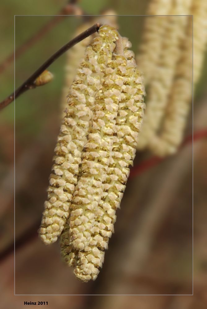 jetzt kann er nicht mehr weit sein der Frühling