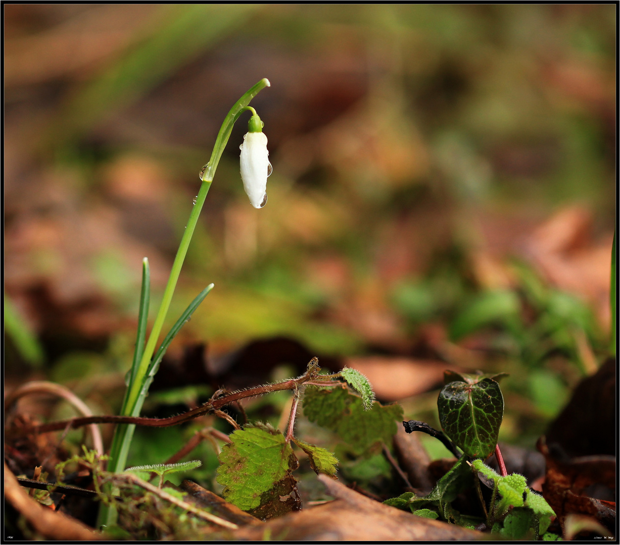 jetzt kann es Frühling werden...