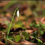 jetzt kann es Frühling werden...