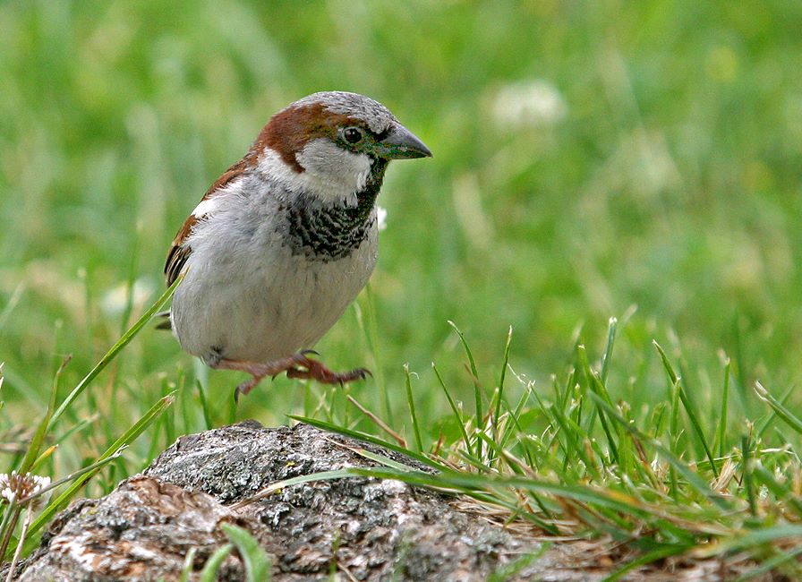 Jetzt kann ich ohne Flügel fliegen...