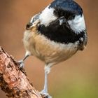 "Jetzt kenn ich auch den sogenannten SCHRÄGEN VOGEL"