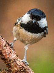 "Jetzt kenn ich auch den sogenannten SCHRÄGEN VOGEL"