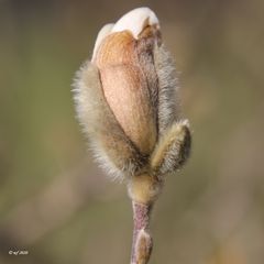 Jetzt knallen die Knospen (2)