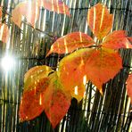 Jetzt komme ich doch noch mit Herbstblättern........