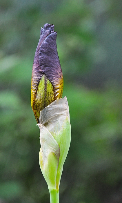 Jetzt kommen auch die großen Iris