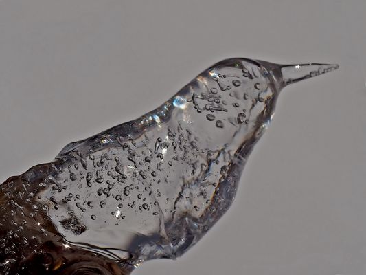 Jetzt kommen die Eisvögel, die nur im Winter zu sehen sind.