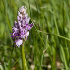 Jetzt kommen sie raus . Orchis militaris