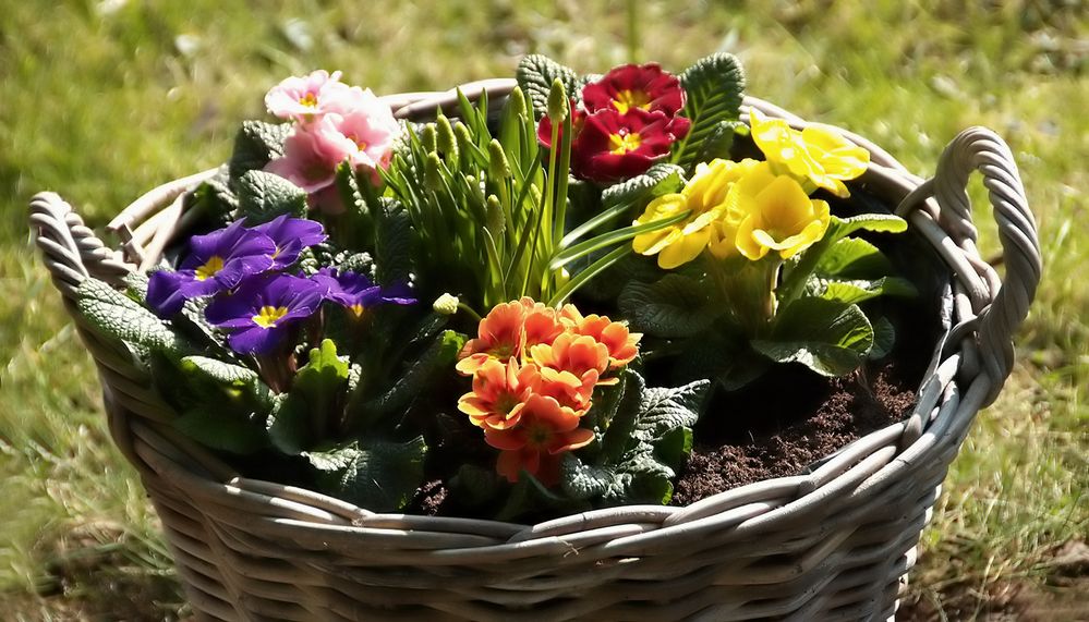 Jetzt kommt auch der Terrassenfrühling ....