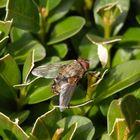 Jetzt kommt die Zeit der Fliegen - überall sitzen die dicken Brummer herum