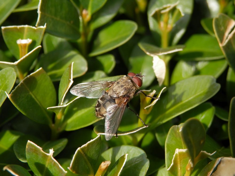 Jetzt kommt die Zeit der Fliegen - überall sitzen die dicken Brummer herum