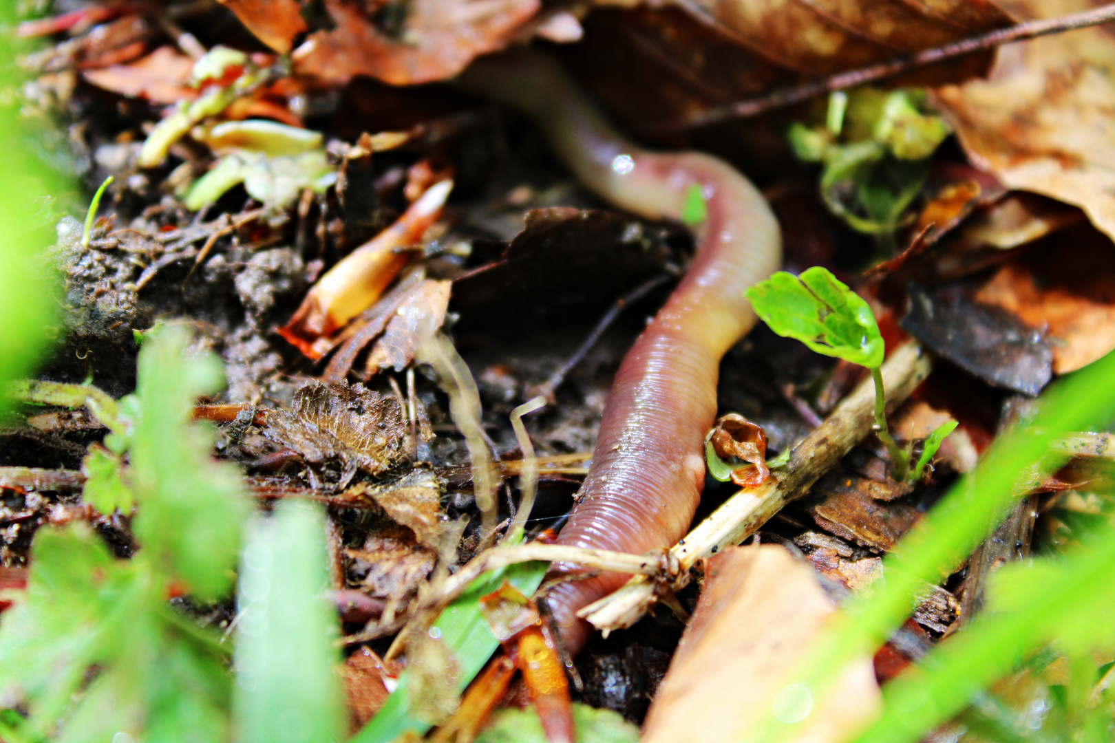 Jetzt kommt ein Wurm