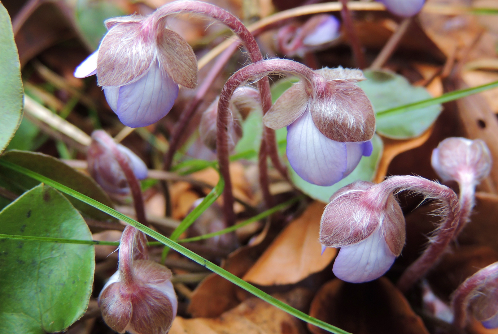 Jetzt kommt er ...der Frühling